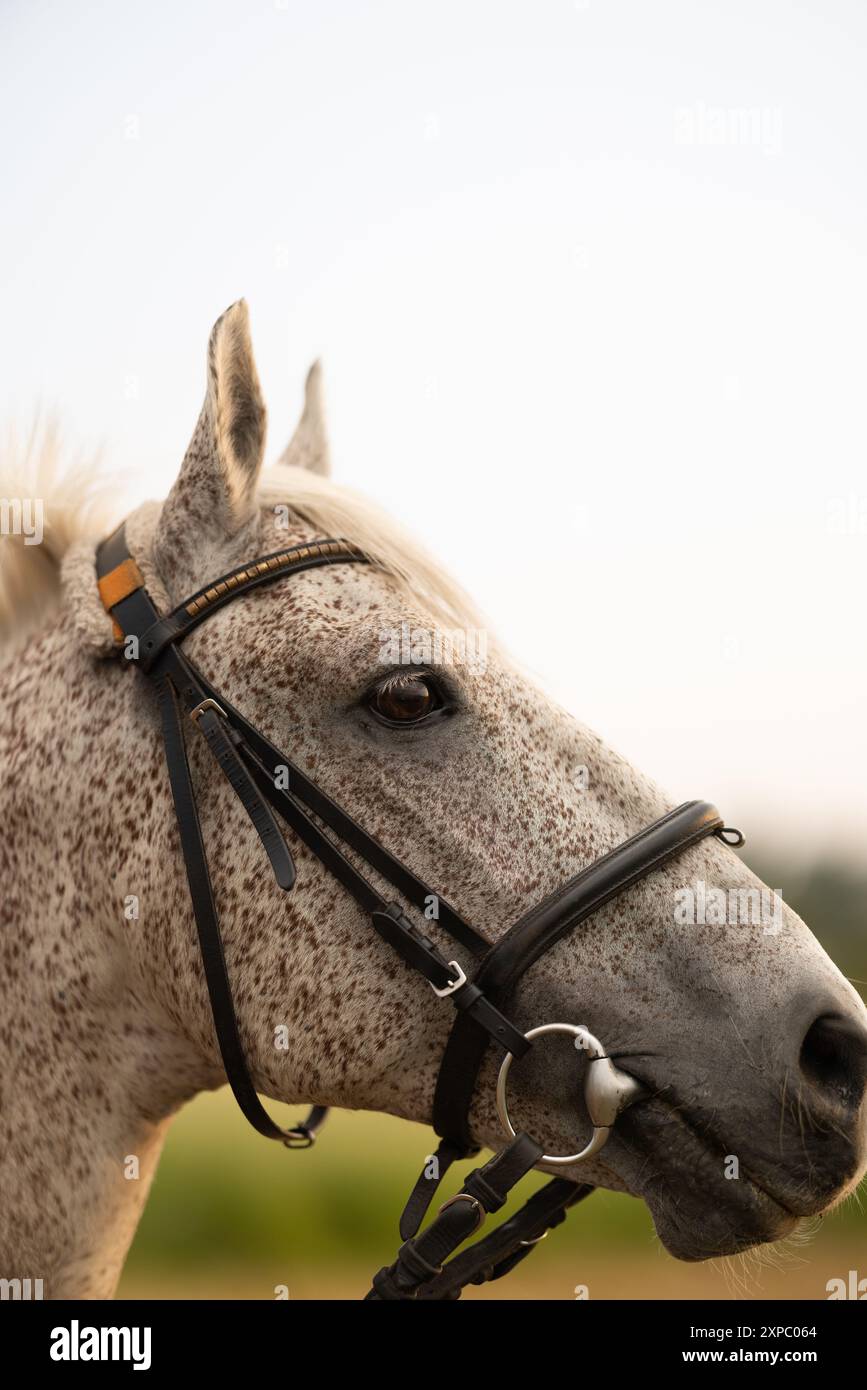 Gros plan de la tête d'un cheval gris dapple avec bride. Portrait de beau cheval sur fond de prairie. Banque D'Images