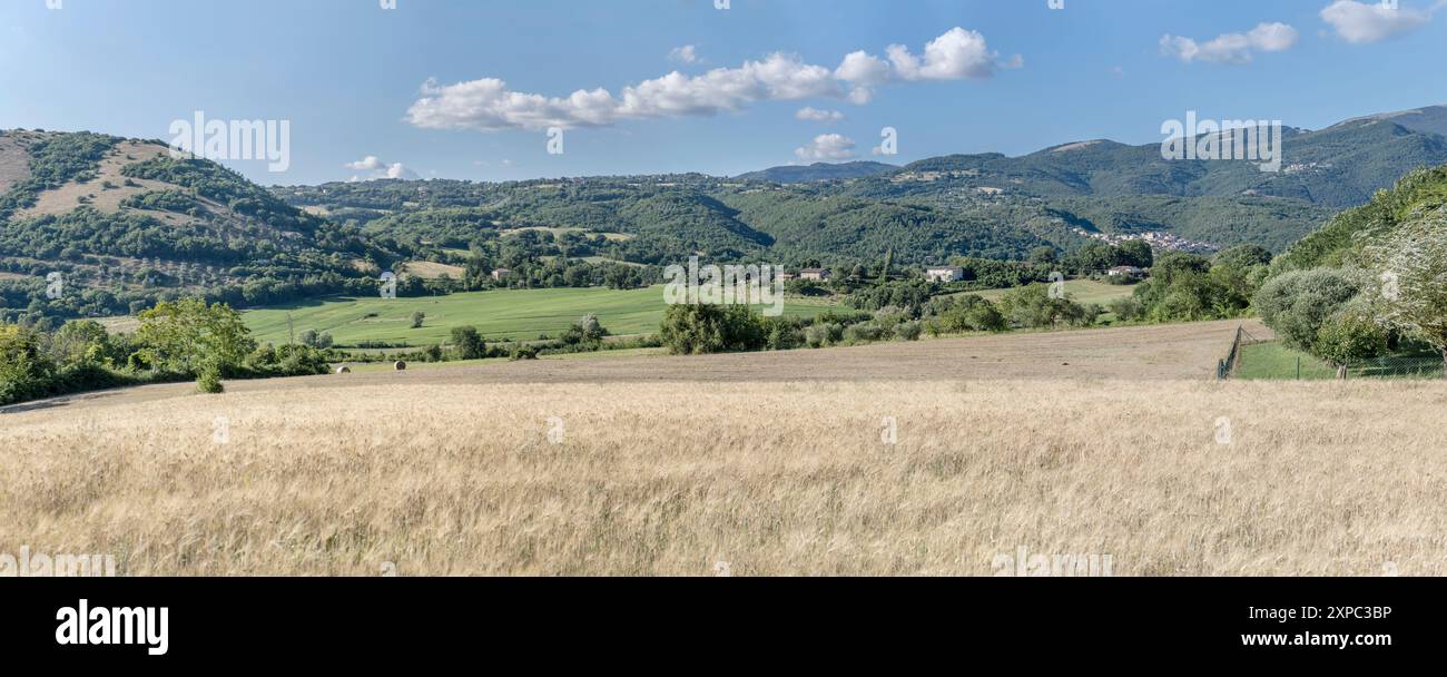 Paysage panoramique avec champ de maïs et collines vertes Colli sul Velino, tourné dans la lumière d'été brillante des collines de Rivodutri, Apennins, Rieti, Lazio, Ital Banque D'Images