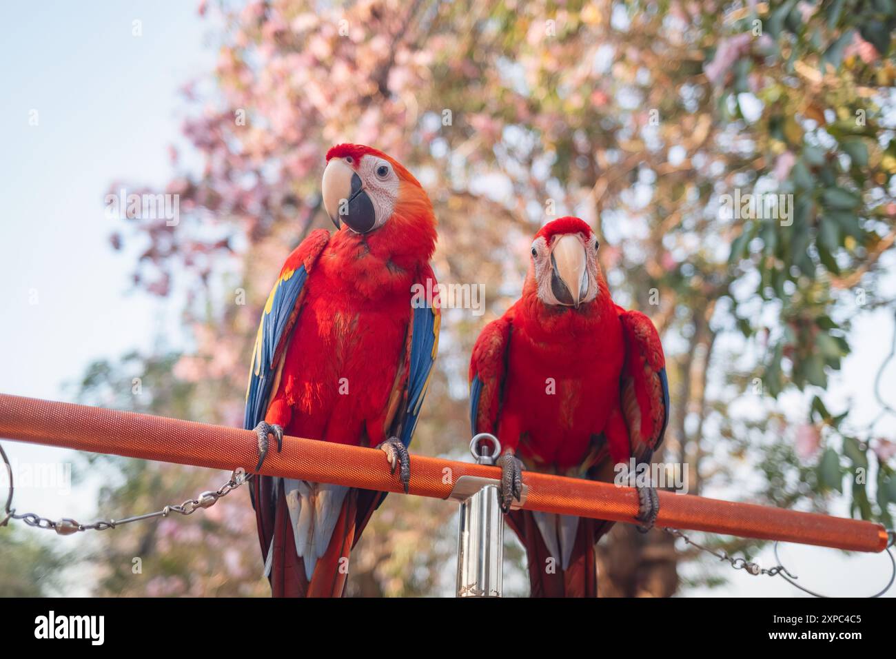 Red Scarlet Macaws perchés sur le rail dans le jardin fleuri Banque D'Images