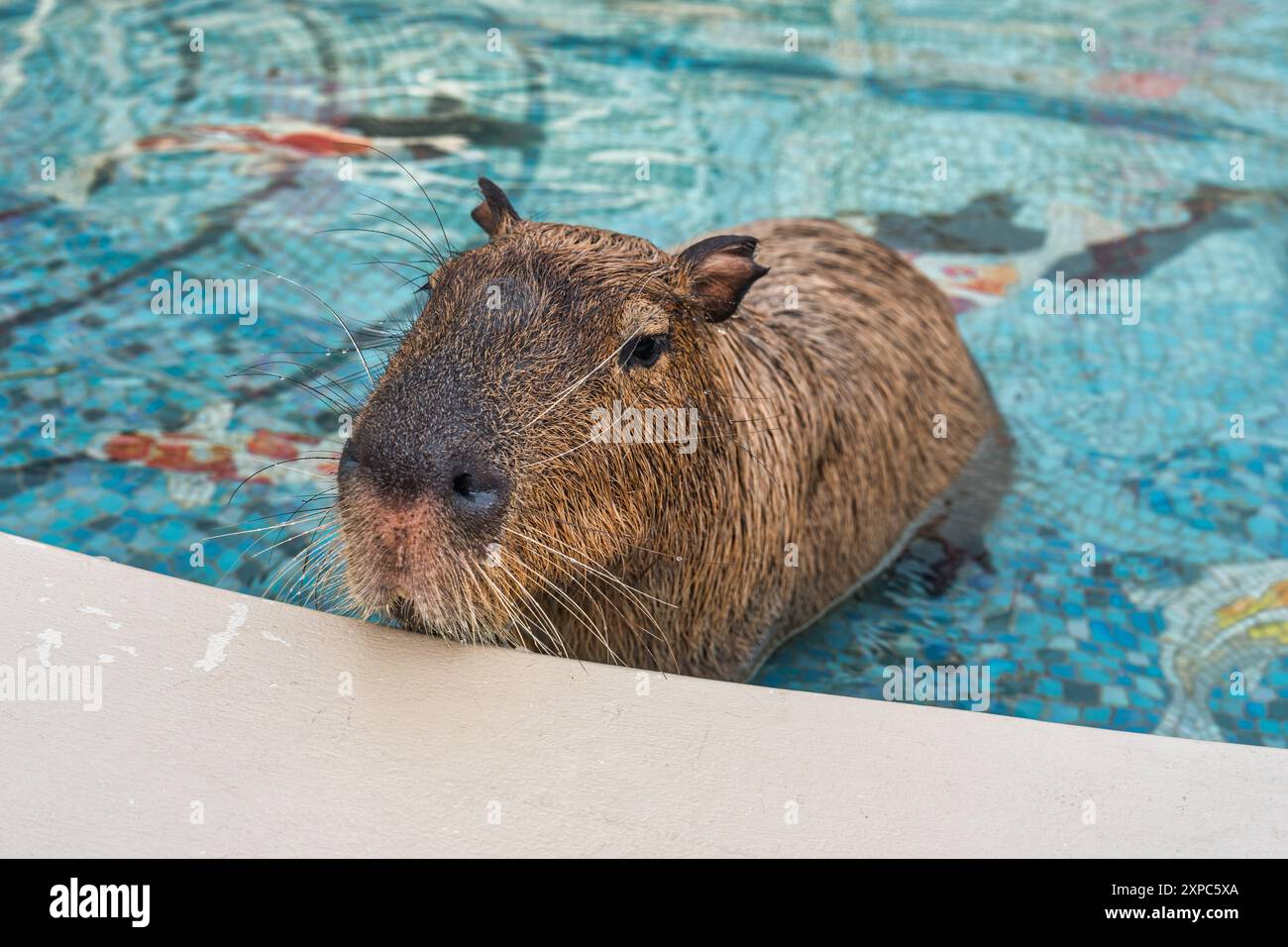 Brown Capybara est le plus grand rongeur vivant et assis dans la piscine Banque D'Images