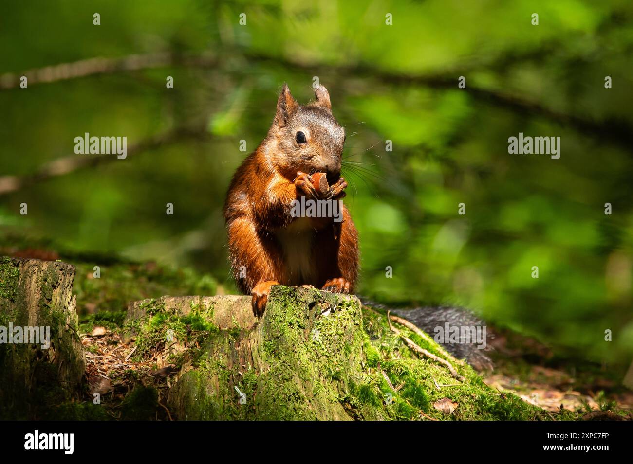 Ein Eichhörnchen hält sich im Doniswald in Königsfeld an einem Baum fest. Königsfeld Baden-Württemberg Deutschland *** Un écureuil s'accroche à un arbre dans la forêt de Doniswald à Königsfeld Königsfeld Baden Württemberg Allemagne Banque D'Images