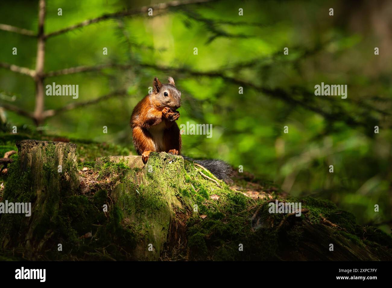 Ein Eichhörnchen hält sich im Doniswald in Königsfeld an einem Baum fest. Königsfeld Baden-Württemberg Deutschland *** Un écureuil s'accroche à un arbre dans la forêt de Doniswald à Königsfeld Königsfeld Baden Württemberg Allemagne Banque D'Images
