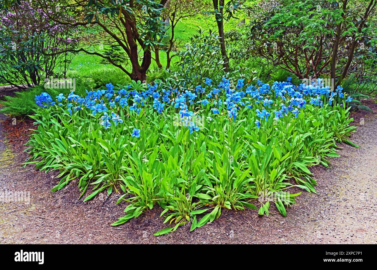 Coquelicots bleus de l'Himalaya. Meconopsis 'Slieve Donard'. Jardin botanique de Dawyck, Stobo, près de Peebles, Scottish Borders, Écosse, Kimgdom Uni, Europe. Banque D'Images