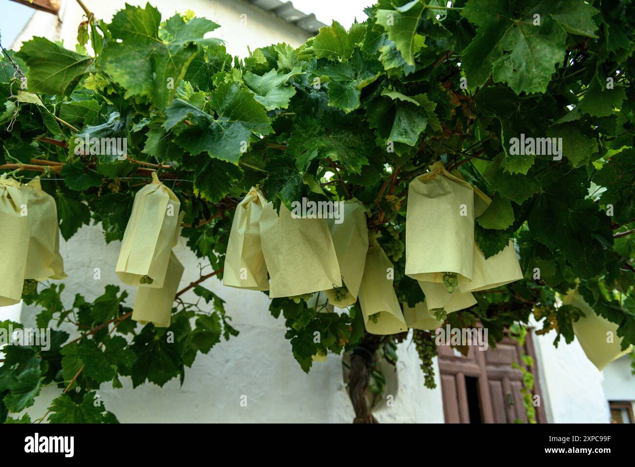 Raisins protégés par des sacs en papier dans un vignoble Banque D'Images