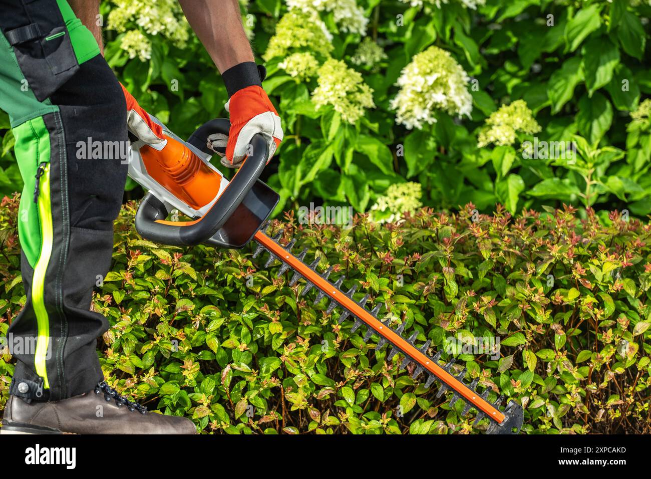 Un jardinier utilise un sécateur électrique pour tailler méticuleusement les haies dans un jardin vibrant rempli de verdure et de fleurs. Banque D'Images