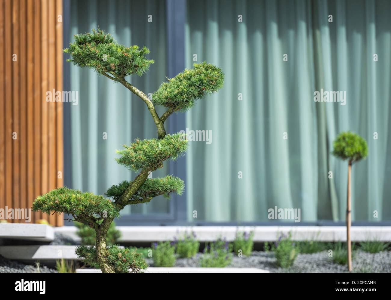 Un bonsaï magnifiquement façonné se dresse en bonne place dans un jardin moderne, encadré par des rideaux verts et un aménagement paysager minimaliste. Banque D'Images