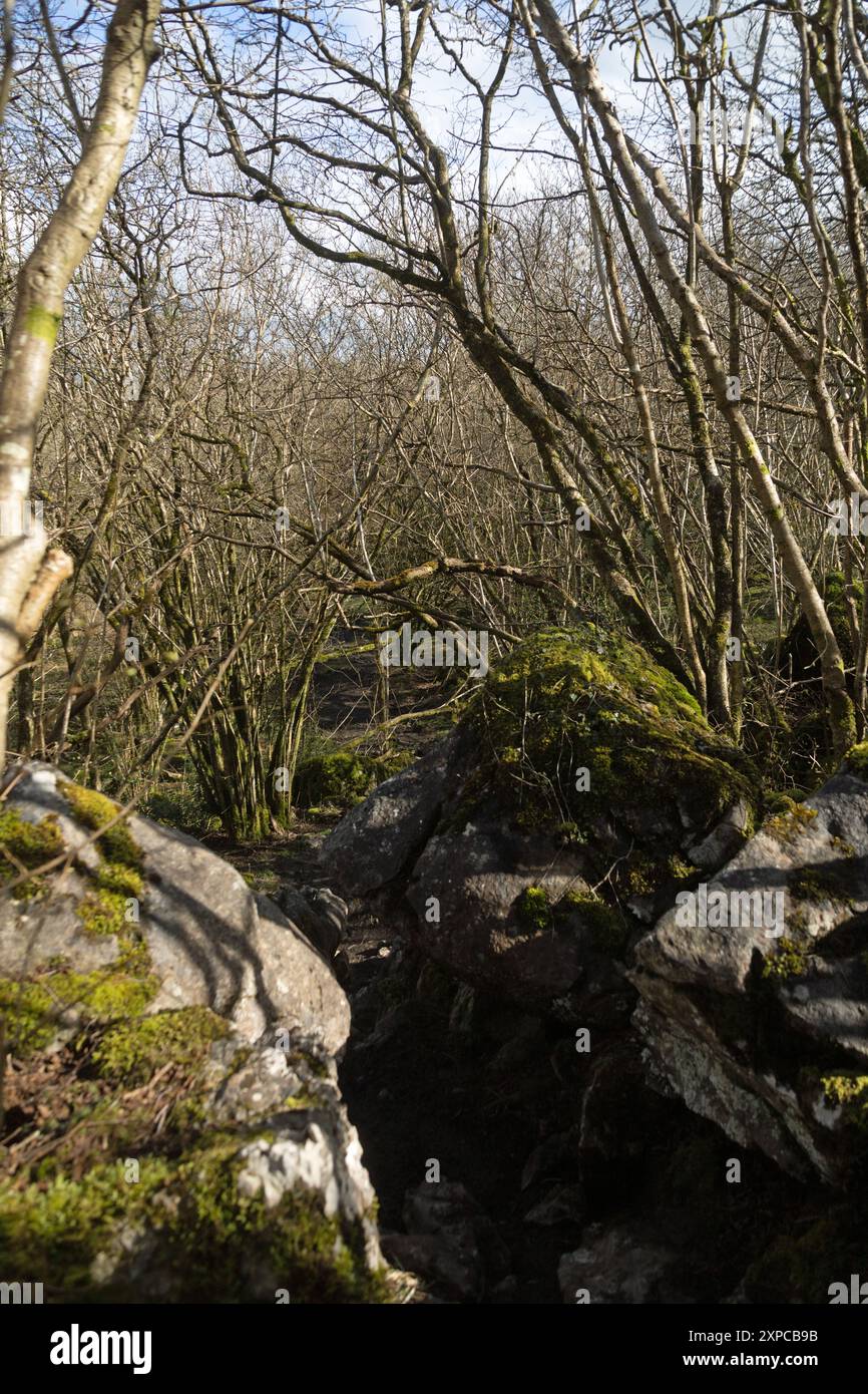 Arbres et arbustes le plateau sommital Hutton Roof Crags près de Burton dans le Kendal Westmorland et Furness England Banque D'Images