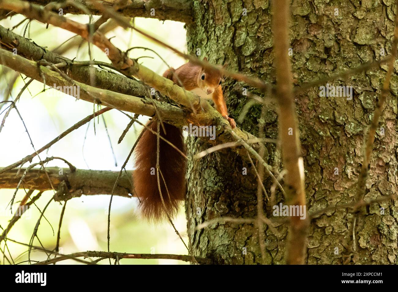 05 août 2024, Bade-Württemberg, Königsfeld : un écureuil s'accroche à un arbre dans la forêt de Doniswald à Königsfeld. Photo : Silas Stein/dpa Banque D'Images