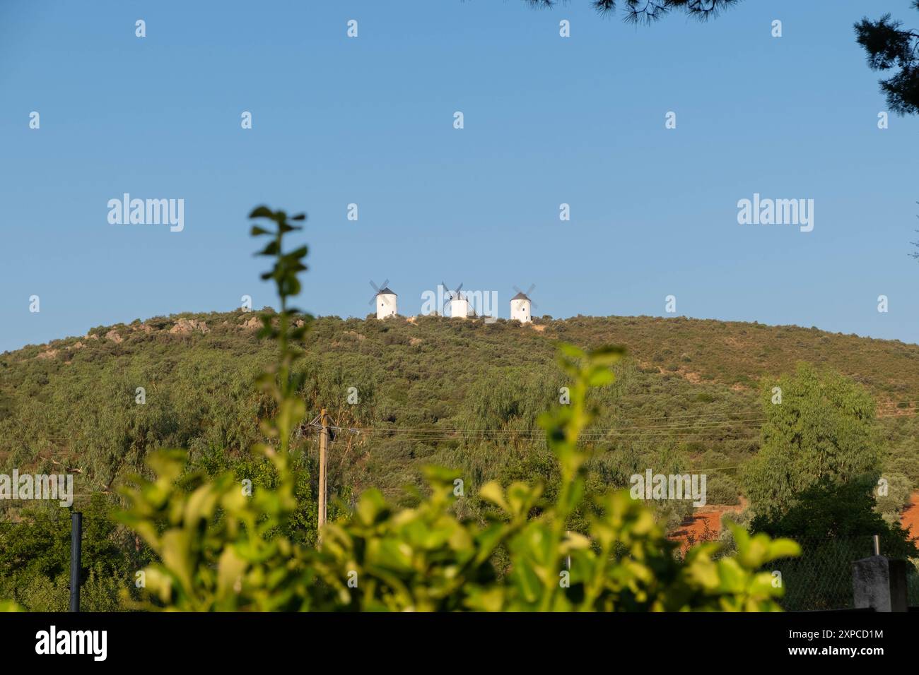 Vue à travers les plantes vertes au premier plan de trois anciens moulins à vent à Castilla la Mancha en Espagne. Situé sur la route de Don Quichotte au sommet d'un Banque D'Images