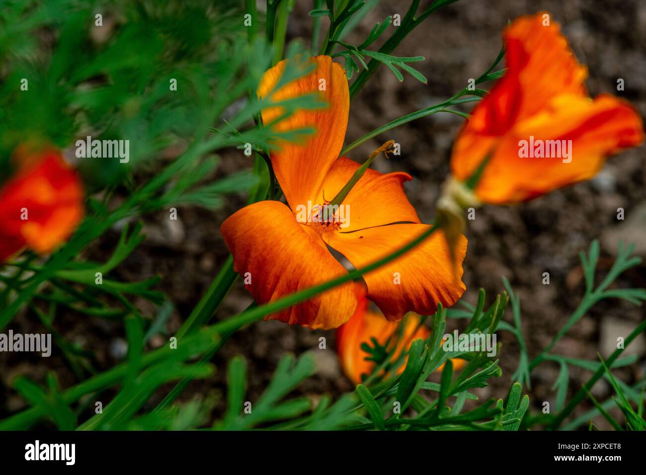 Coquelicot calafornien (pavot doré) Banque D'Images