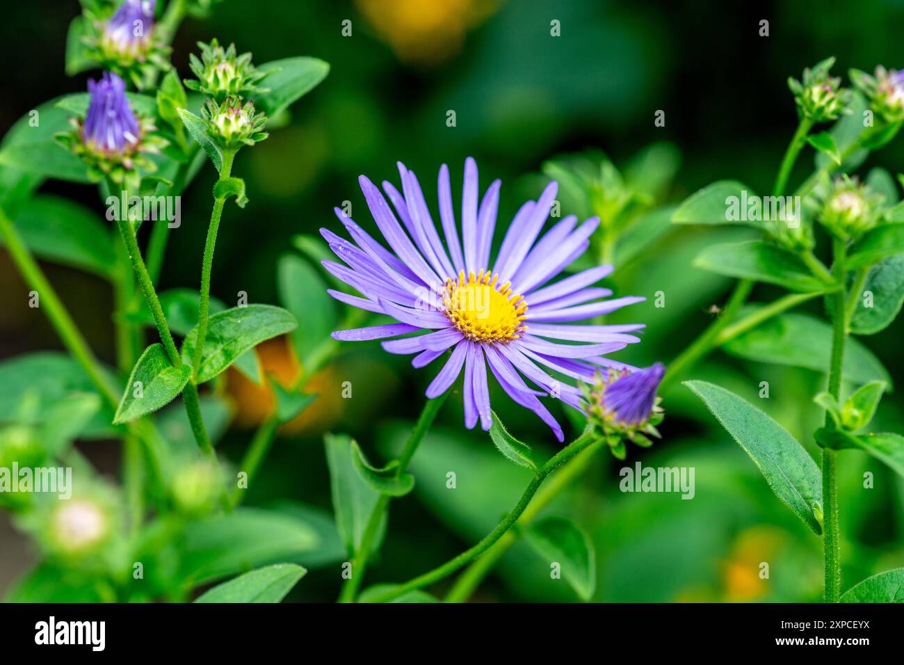 Aster Amellus (Marguerite de Michaelmas) Banque D'Images