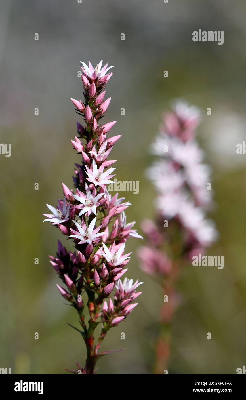 Austral Roses Gros plan sur l'inflorescence et les fleurs de la lagune australienne ...