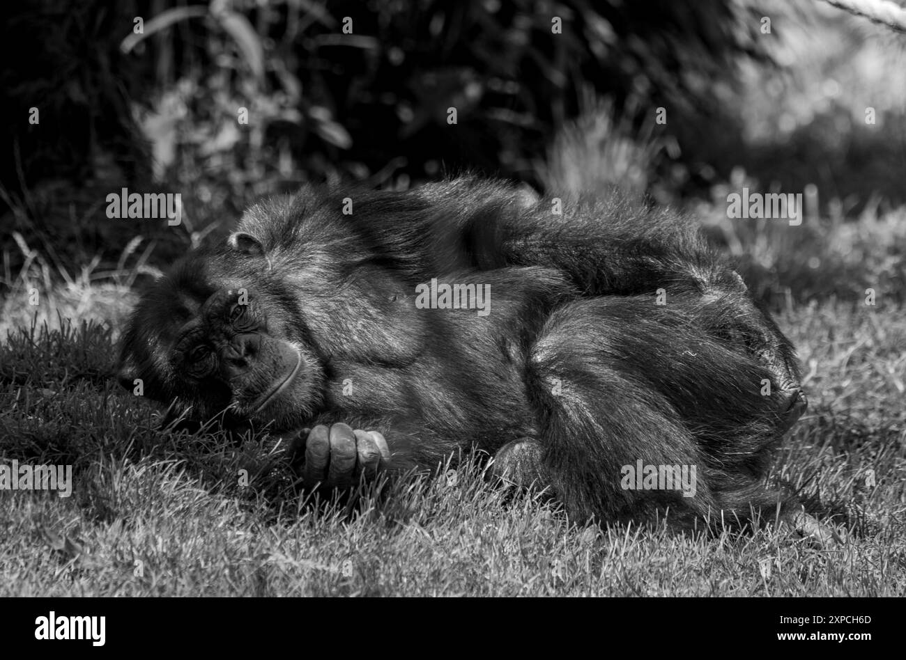 Chimpanzé au zoo d'Édimbourg en Écosse Banque D'Images