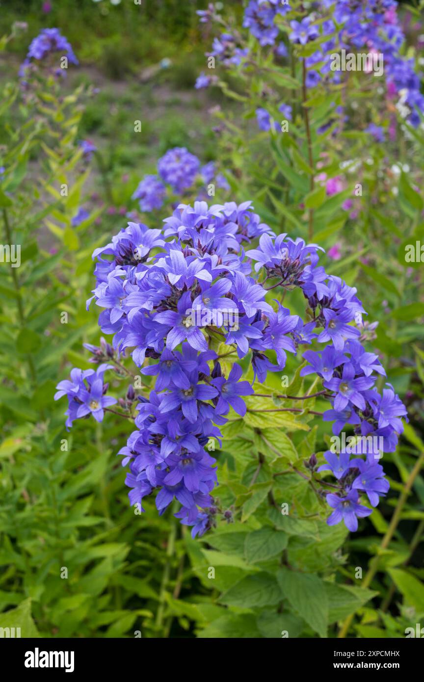 Fleurs de Scilla forbesii, peut-être Blue Giant, Angleterre, Royaume-Uni Banque D'Images