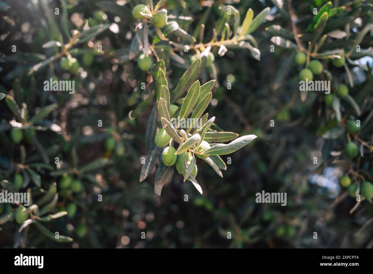 Olives vertes poussant dans l'olivier, dans la plantation méditerranéenne, beauté jour d'été Banque D'Images