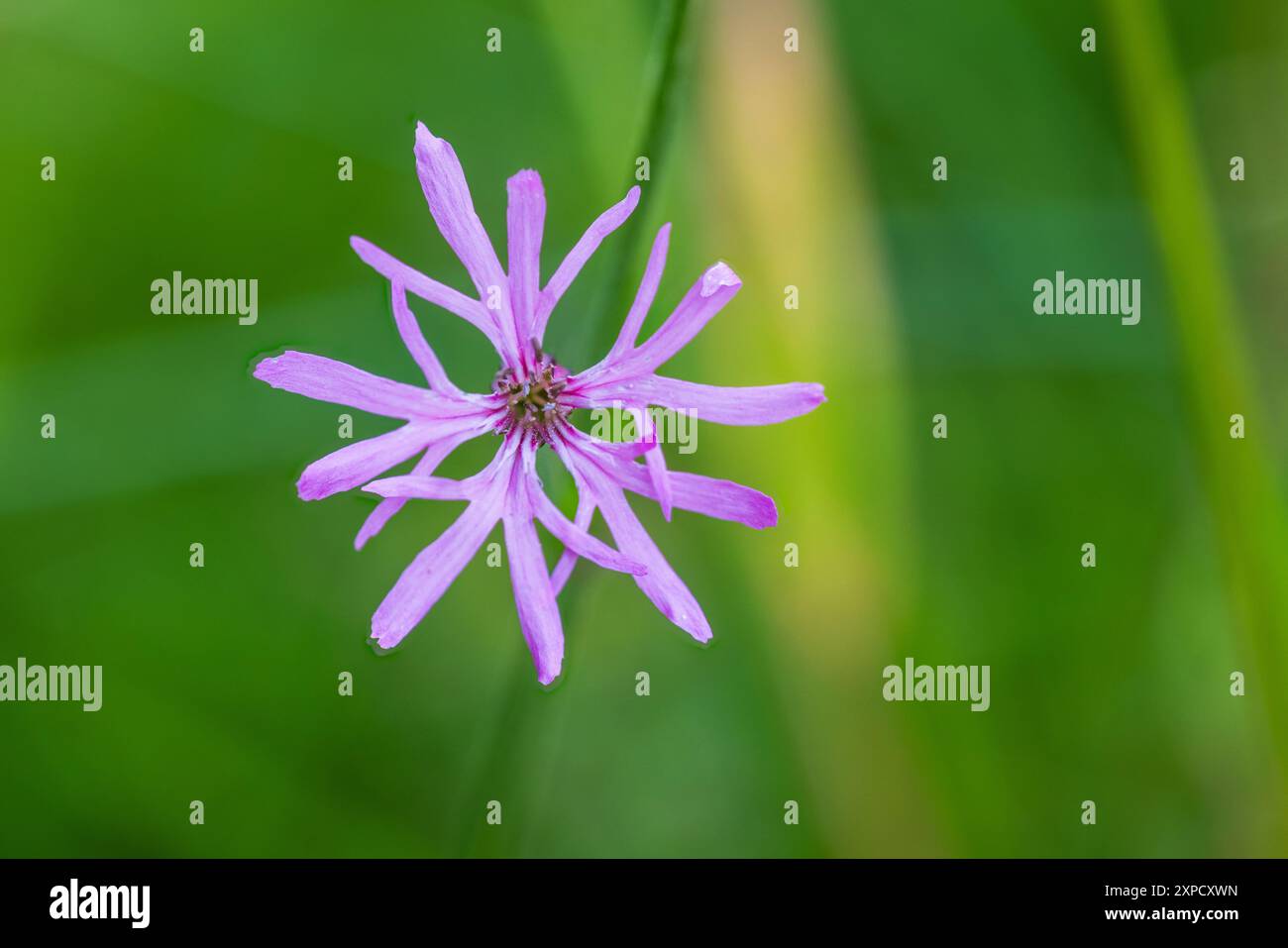 Robin déchiqueté, Silene flos-cuculi, fleur. Whitelye Common, Monmouthshire, pays de Galles, Royaume-Uni. Famille des Caryophyllaceae Banque D'Images