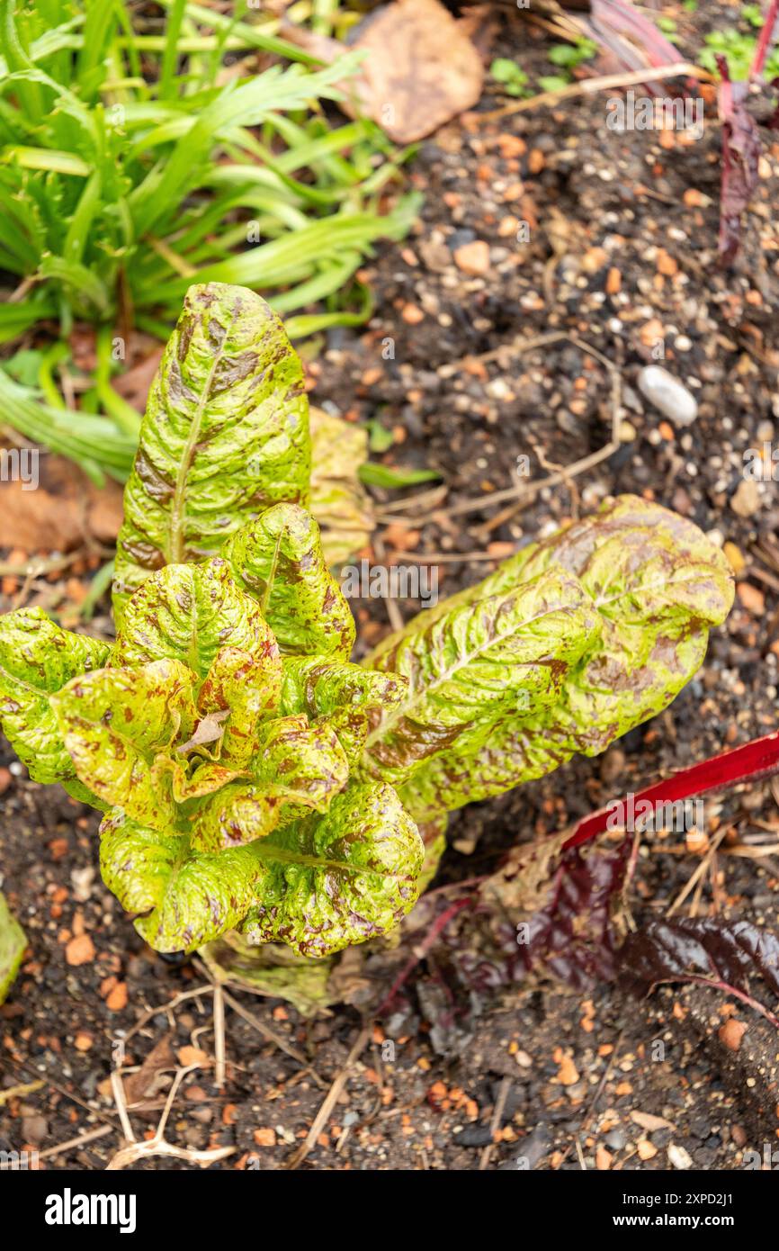 Zurich, Suisse, 5 janvier 2024 plante Lactuca Sativa var Capitala au jardin botanique Banque D'Images