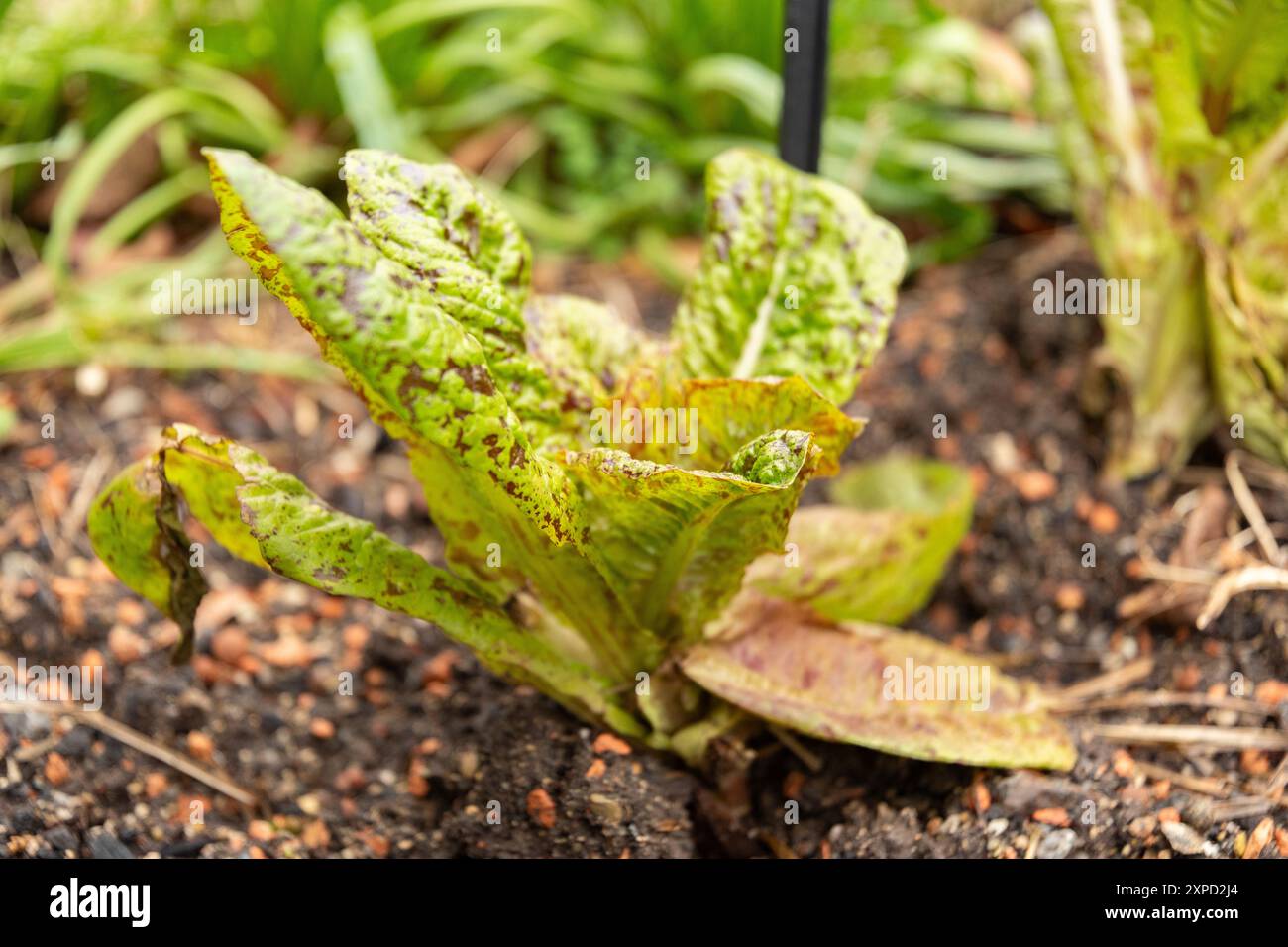 Zurich, Suisse, 5 janvier 2024 plante Lactuca Sativa var Capitala au jardin botanique Banque D'Images