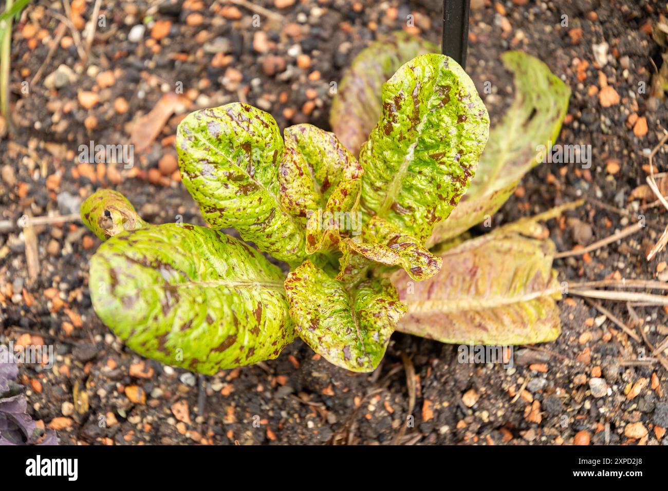 Zurich, Suisse, 5 janvier 2024 plante Lactuca Sativa var Capitala au jardin botanique Banque D'Images
