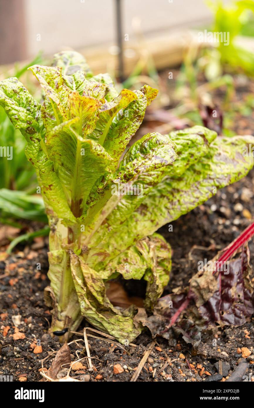 Zurich, Suisse, 5 janvier 2024 plante Lactuca Sativa var Capitala au jardin botanique Banque D'Images