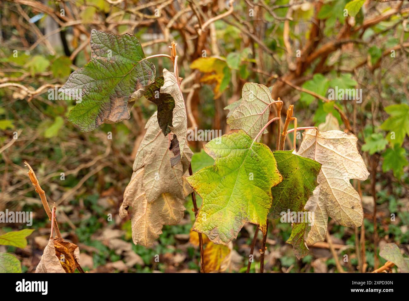 Zurich, Suisse, 5 janvier 2024 Hydrangea Quercifolia ou plante d'hortensia feuille de chêne au jardin botanique Banque D'Images