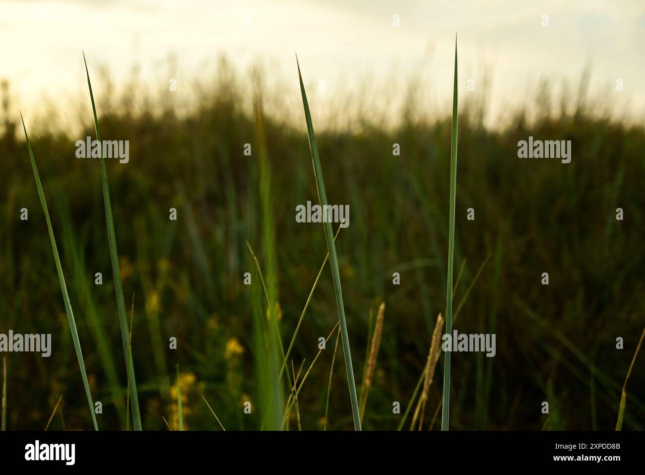 Leymus arenarius également connu sous le nom d'herbe de lyme de mer ou de ryegrass de sable poussant sur les dunes de sable de la mer Baltique Banque D'Images