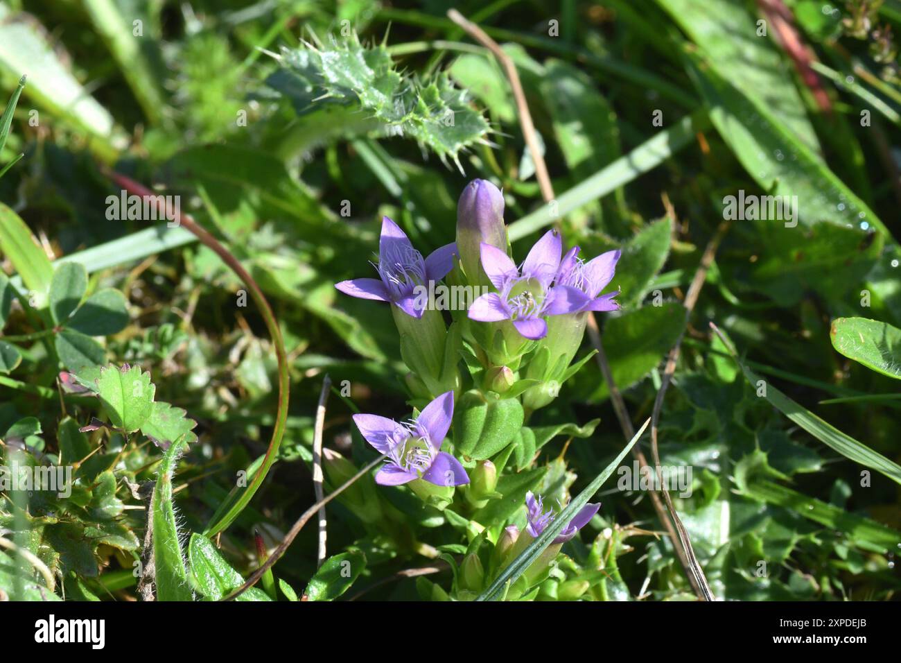 Gentian d'automne 'Gentianella amarella', est un petit, annuel ; il pousse sur des prairies de craie, favorisant les pentes orientées sud avec un sol mince . Son violet, tr Banque D'Images