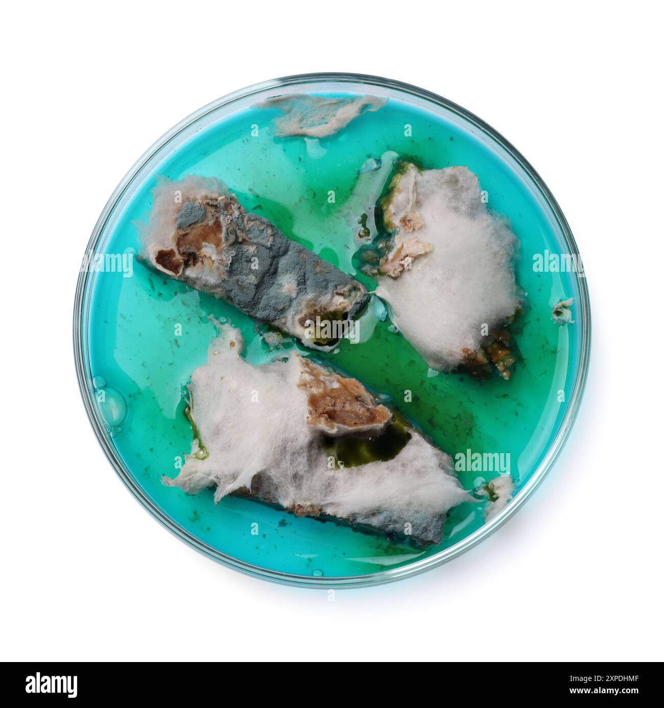 Boîte de Pétri avec bactéries isolées sur blanc, vue de dessus Banque D'Images