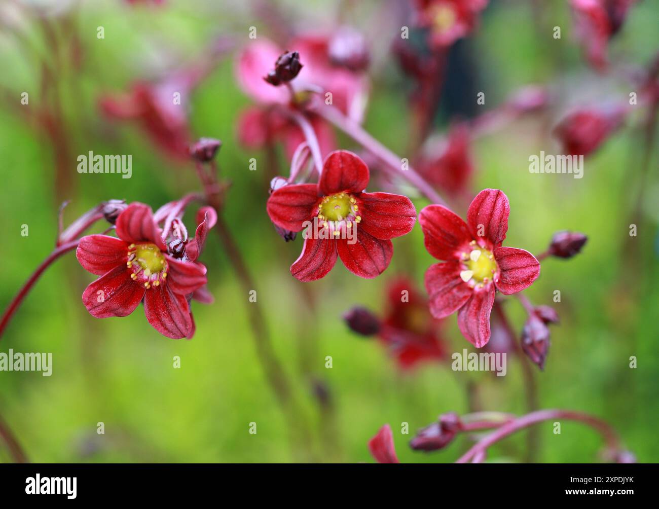Saxifraga 'Black Beauty', Saxifragaceae. Banque D'Images