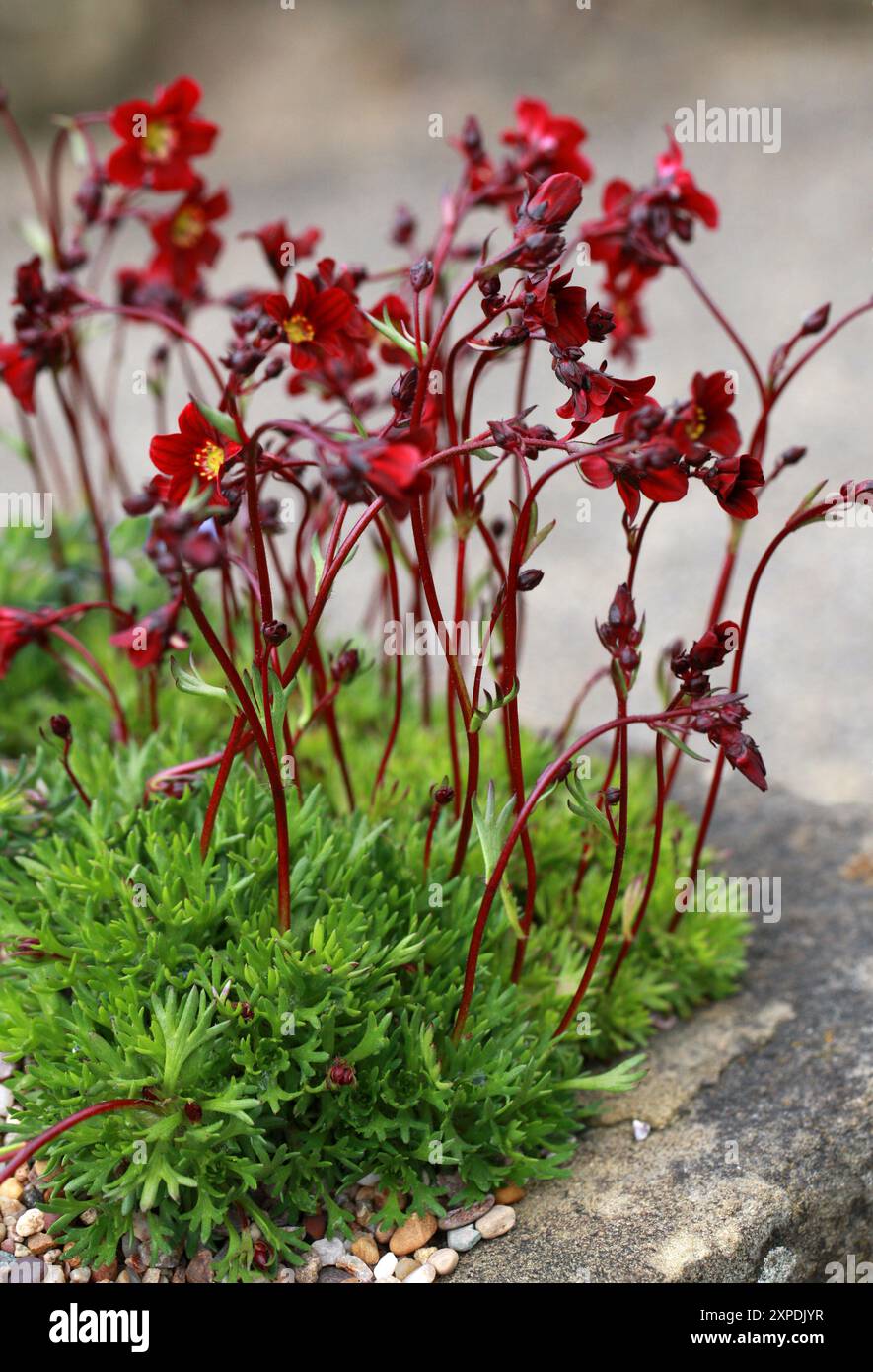 Saxifraga 'Black Beauty', Saxifragaceae. Banque D'Images