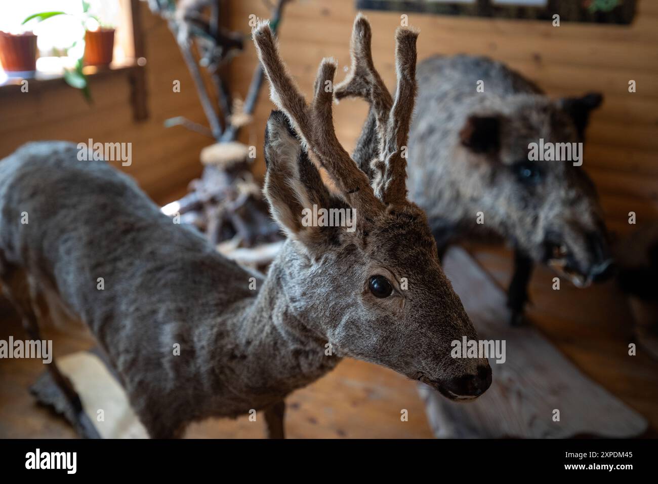 Une taxidermie bourre un roedeer et un sanglier. Banque D'Images
