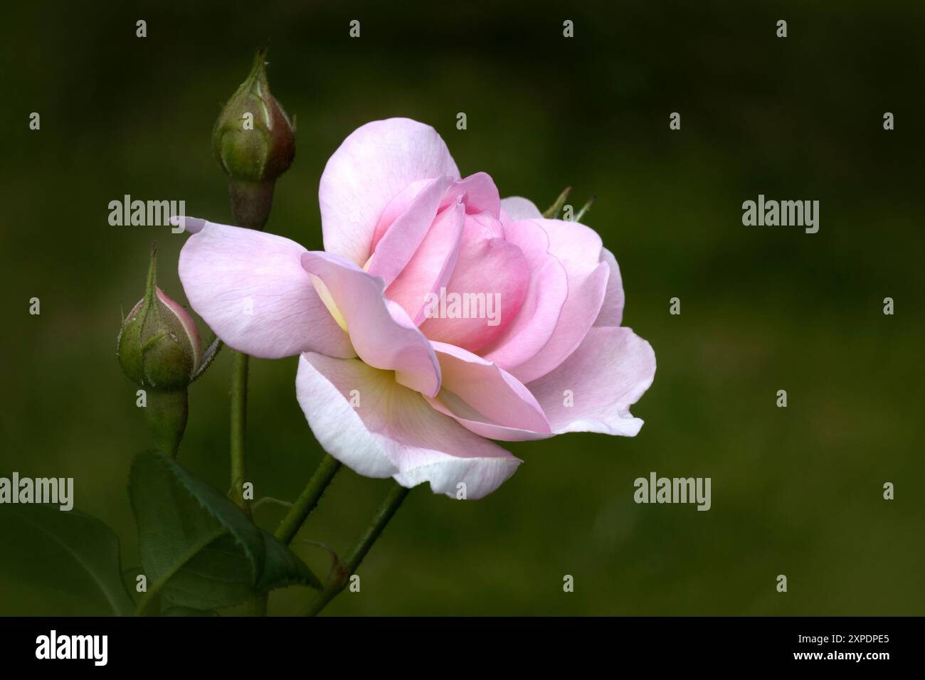 Sceptique Isle Rose rose comme dans le discours de Jean de Gaunt exprimant son amour pour l'Angleterre dans Richard II de Shakespeare Banque D'Images