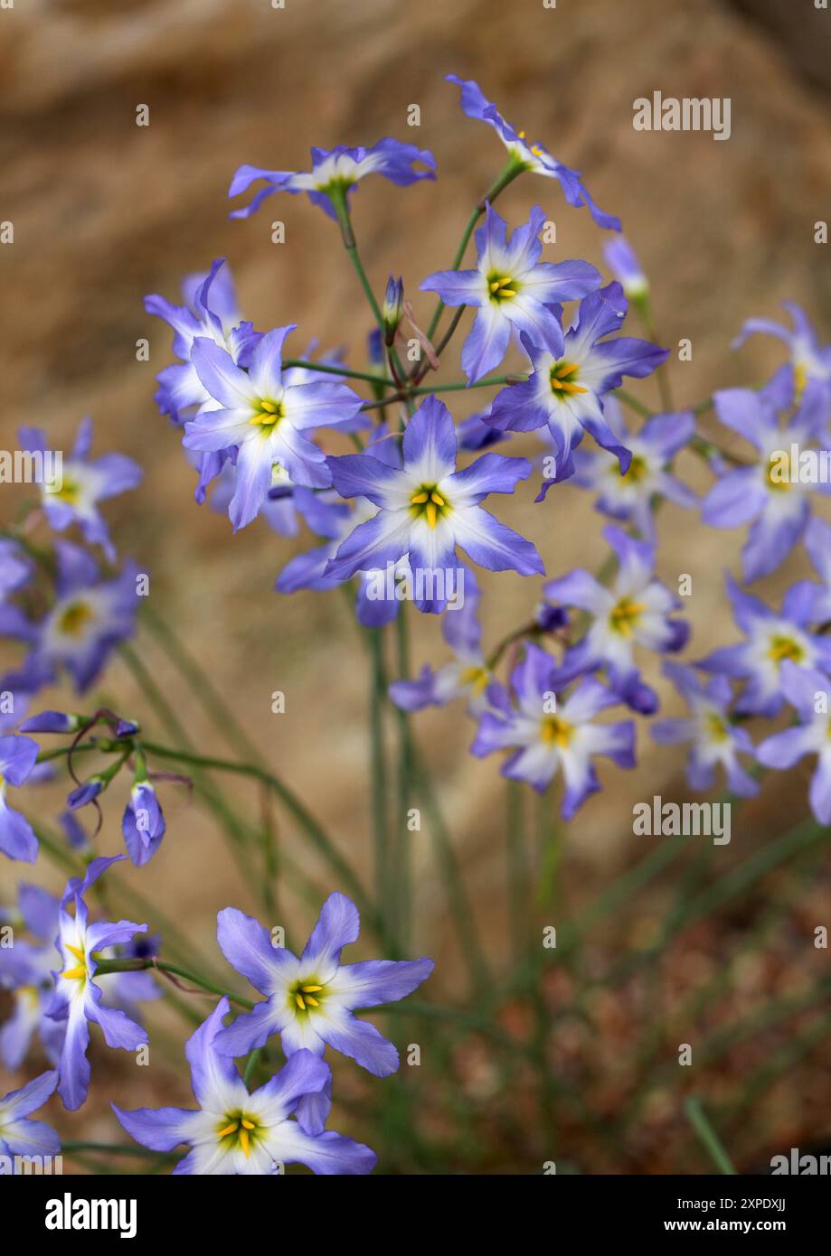 Gloire du soleil, Leucocoryne ixioides, Amaryllidacées. Chili, Amérique du Sud. Leucocoryne (gloire du soleil) est un genre de plantes vivaces bulbeuses. Banque D'Images