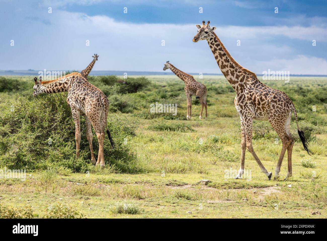 Girafe Massaï, plaines du Serengeti, Tanzanie Banque D'Images