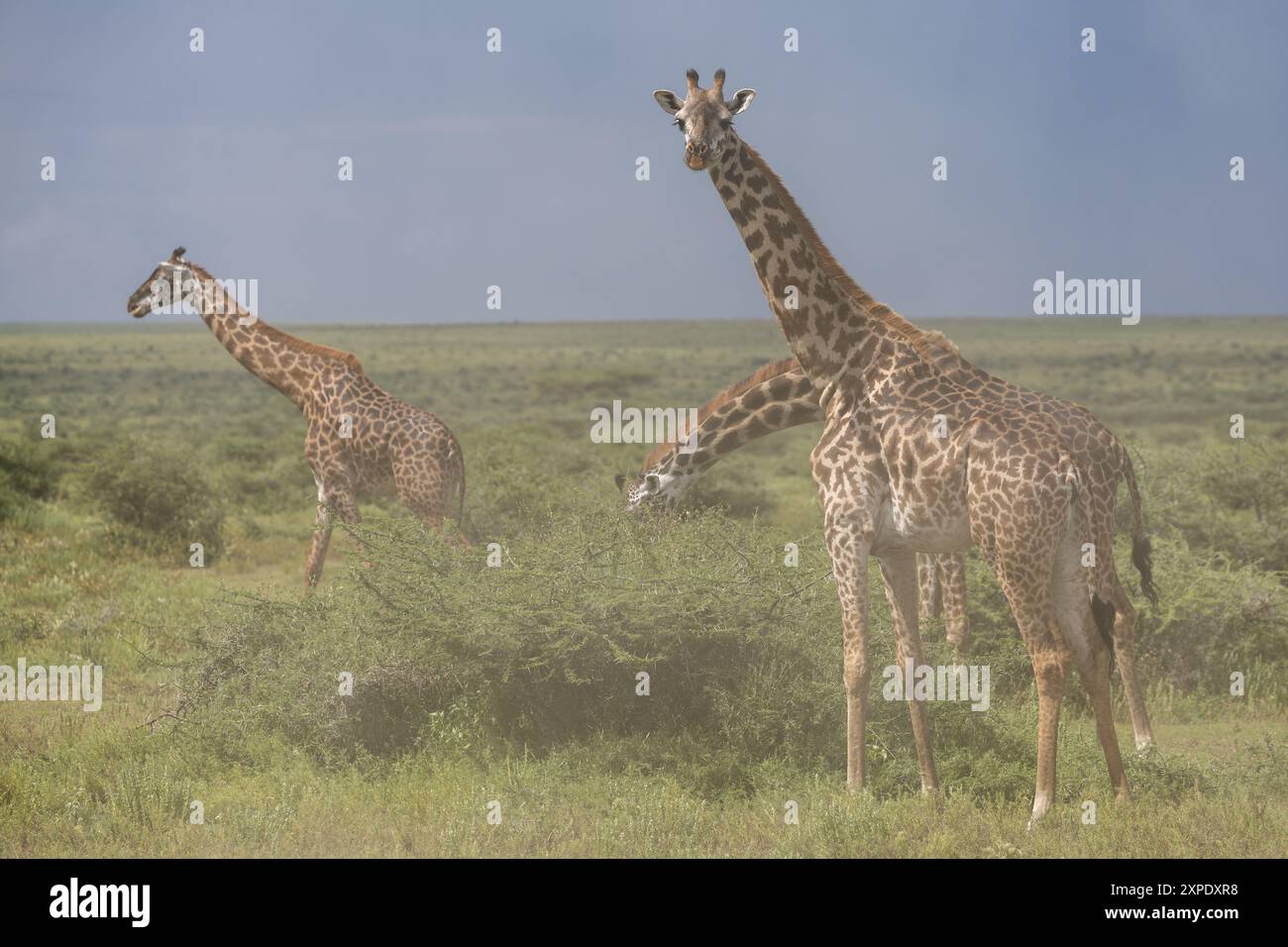 Girafe Massaï, poussière de véhicules de passage, plaines du Serengeti, Tanzanie Banque D'Images
