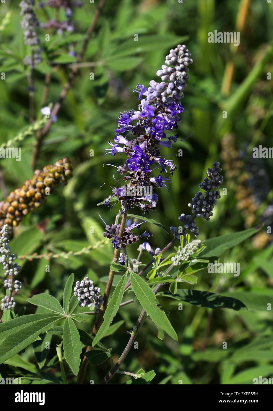Vitex, Chaste Tree, Chastetree, Chasteberry, baume d'Abraham, Chastetree lilas ou poivre de moine, Vitex agnus-castus, Lamiaceae. Grèce, Europe. Banque D'Images
