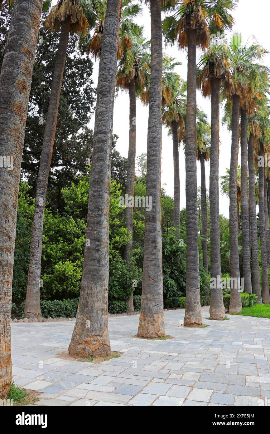 Desert Fan Palm, California Fan Palm, ou California Palm, Washingtonia filifera, Arecaceae. Jardins botaniques d'Athènes, Grèce. Les Washingtonias sont impre Banque D'Images