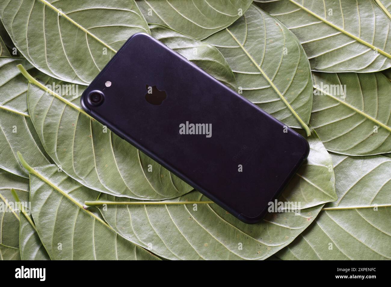Terengganu, Malaisie - 24 août 2024 : gros plan du panneau arrière pomme iphone 7 sur feuilles vertes éparpillées. iphone couleur noire. Banque D'Images