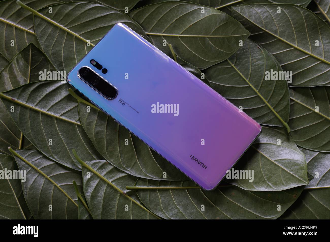 Terengganu, Malaisie - 23 août 2024 : gros plan sur le panneau arrière des téléphones pro huawei p30 sur des feuilles vertes éparpillées. Couleurs bleu Aurora. Banque D'Images