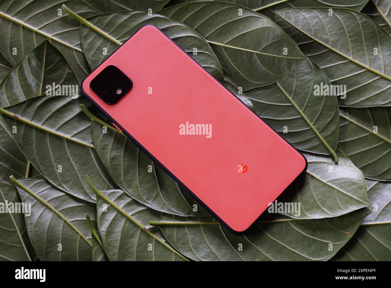 Terengganu, Malaisie - 23 août 2024 : gros plan de google pixel 4 orange sur des feuilles vertes éparpillées. Panneau arrière google pixel 4. Banque D'Images