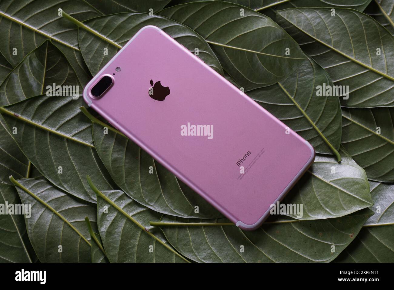 Terengganu, Malaisie - 23 août 2024 : gros plan de pomme rose iphone 7 plus sur feuilles vertes éparpillées. Panneau arrière iphone 7. Banque D'Images