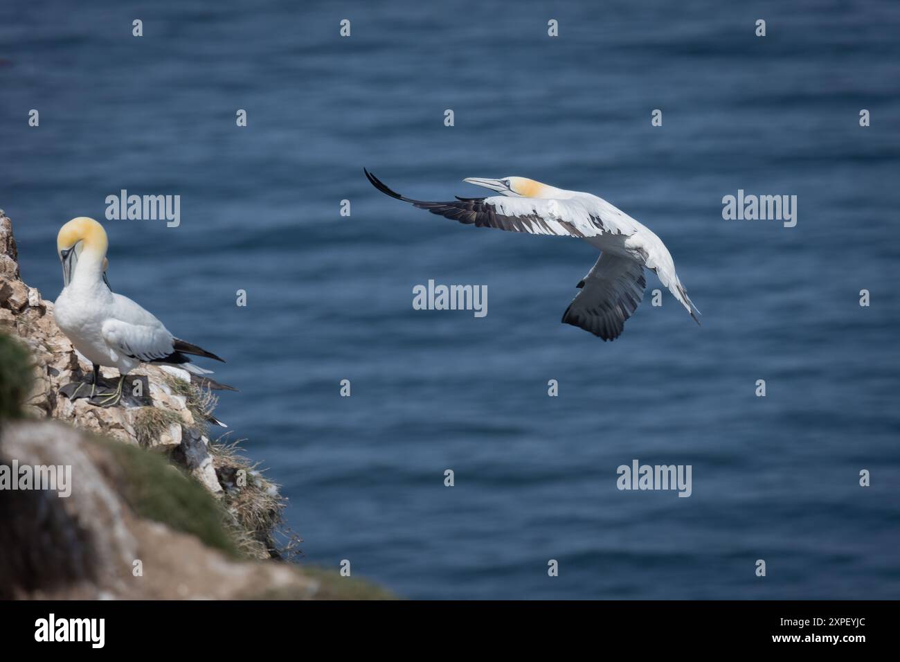 Capturé alors qu'il vole pour atterrir sur le sommet de la falaise est un gannet du nord. Il y a deux gannets déjà sur les rochers. Banque D'Images