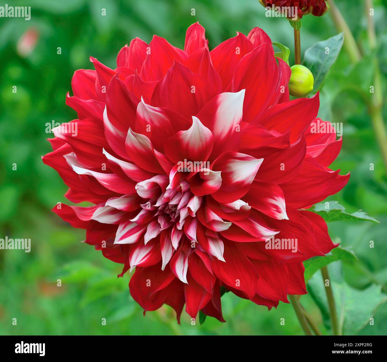 Belle fleur de dahlia blanc rouge bicolore dans le jardin d'été de près. Fond floral d'été ou d'automne - macro de dahlia rouge vif avec des bords blancs Banque D'Images