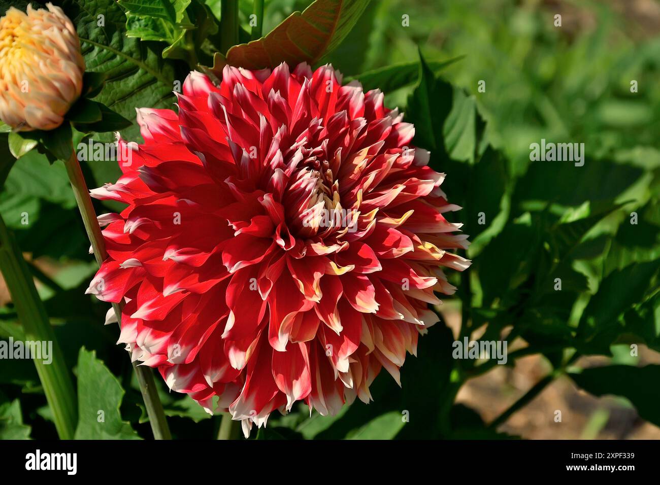 Belle fleur de dahlia blanc rouge bicolore dans le jardin d'été de près. Fond floral d'été ou d'automne - macro de dahlia rouge vif avec des bords blancs Banque D'Images