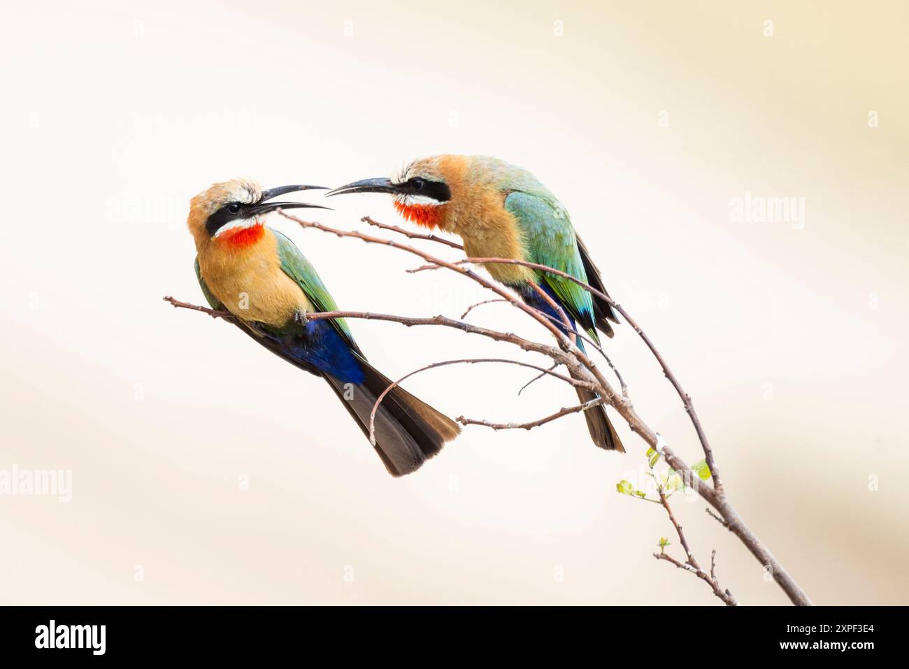 Les oiseaux mangeurs d'abeilles à front blanc s'associent sur un buisson Banque D'Images