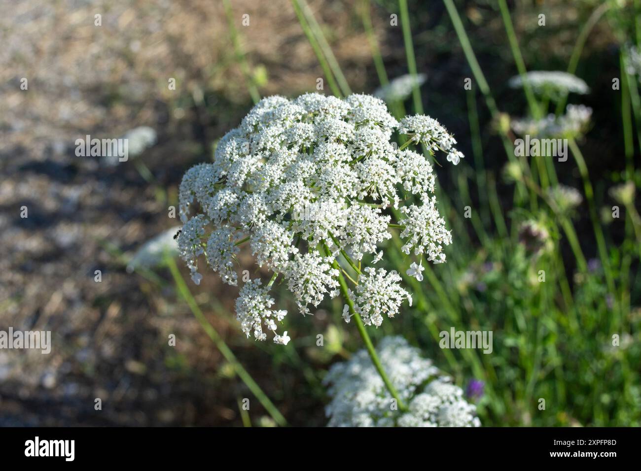 Ombrelle de fleur de carotte sauvage de la reine Anne blanche au soleil extérieur. Banque D'Images