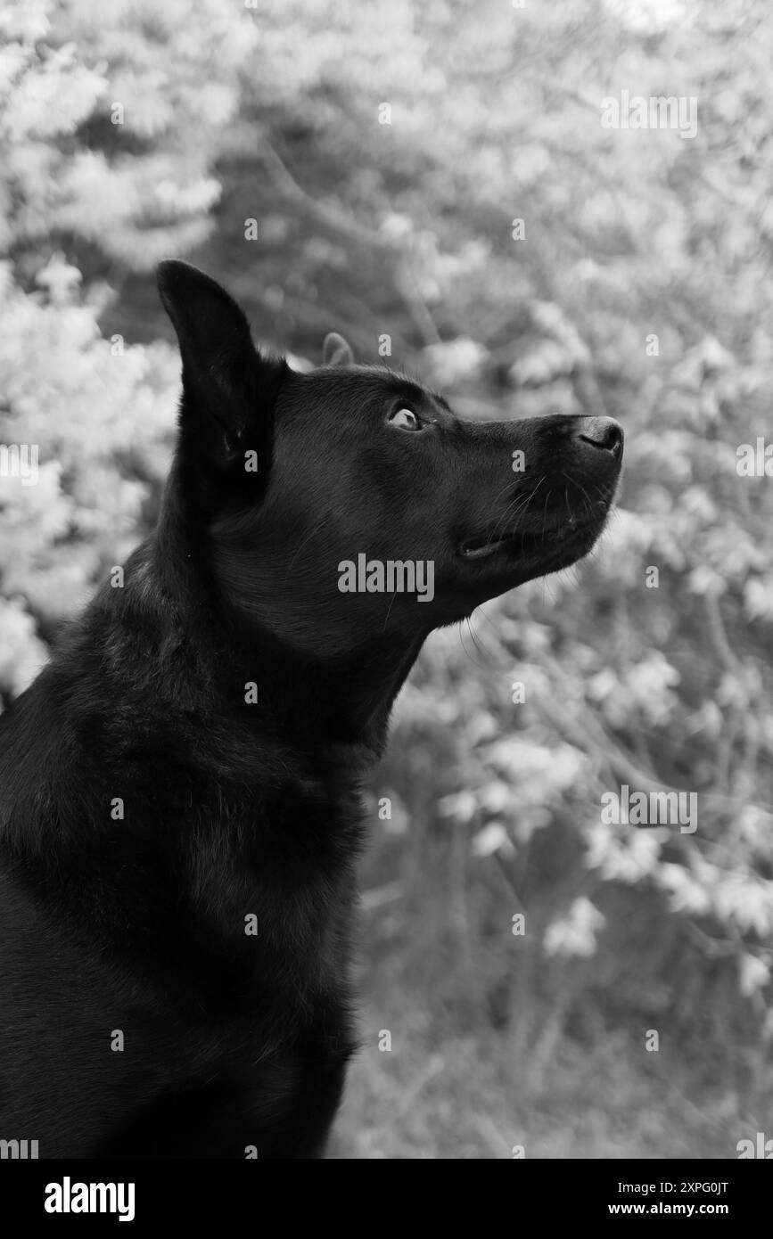 Le chien noir assis devant le buisson jaune fleuri. Il s'agit d'une photo en noir et blanc Banque D'Images