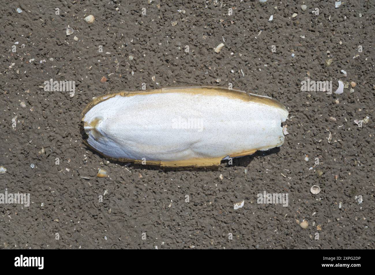 Coquille (seiche) de la seiche resp. Sepia officinalis pendant la marée basse en mer du Nord, parc national de Wattenmeer, Allemagne Banque D'Images