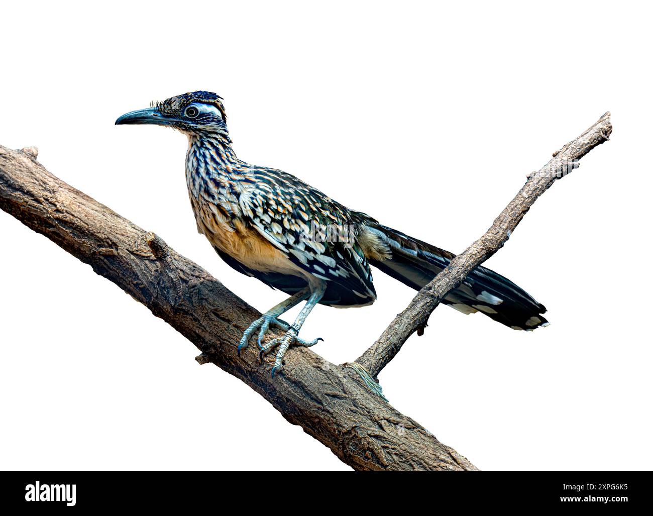 Le grand roadrunner (Geococcyx californianus) est un oiseau à longues pattes de la famille des couckoo Banque D'Images