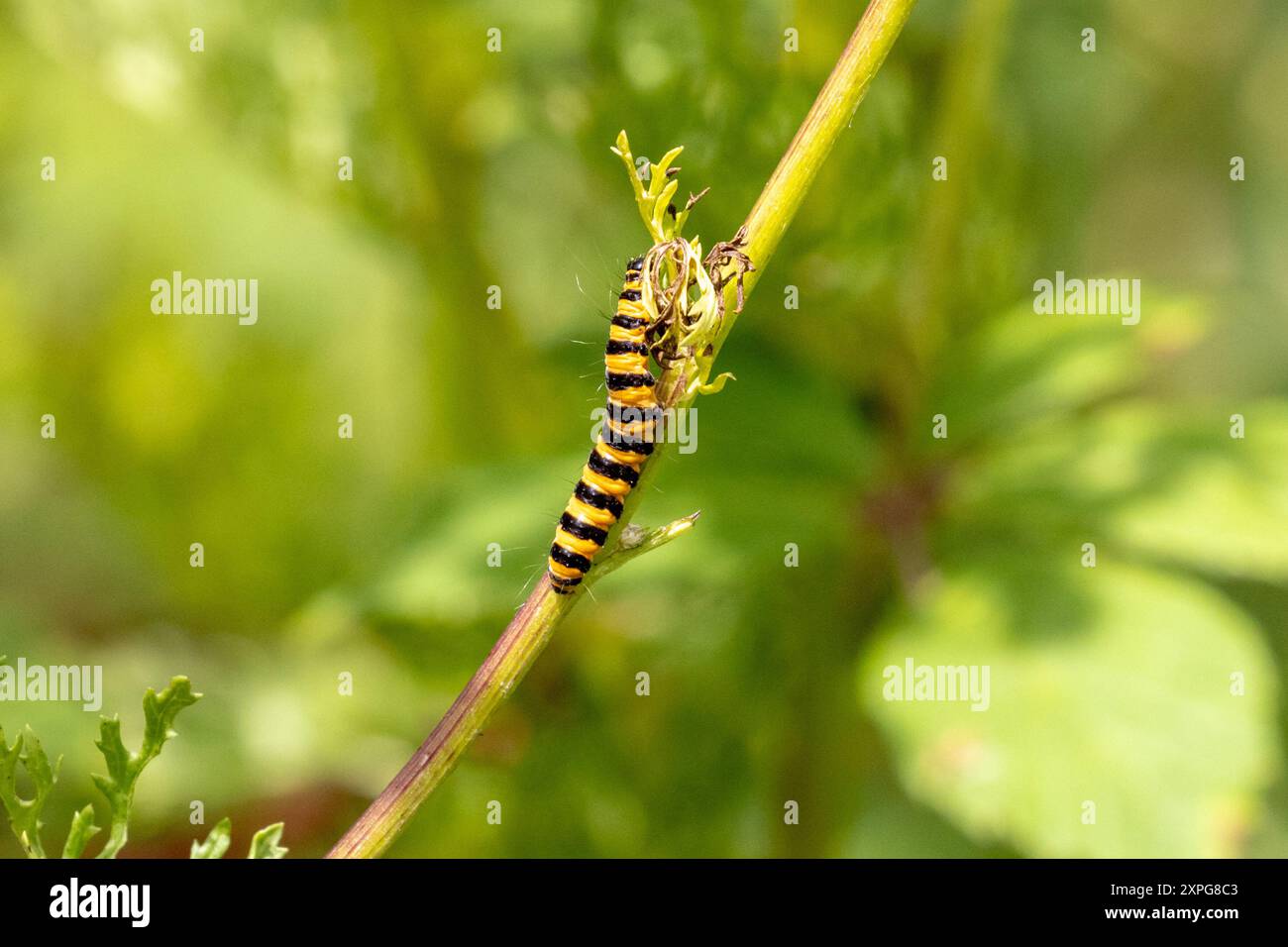 Chenilles de papillons de cinabre se nourrissant de plantes de ragwort. ROYAUME-UNI Banque D'Images